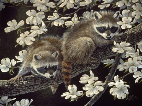 Framed Dogwood Hideout - Young Raccoons Print