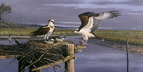 Framed Chesapeake Treasurers - Osprey Print