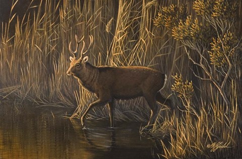 Framed Evening Rounds Sika Deer Print