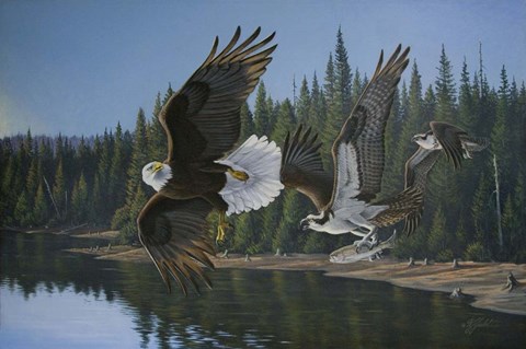 Framed Eagle Osprey Print
