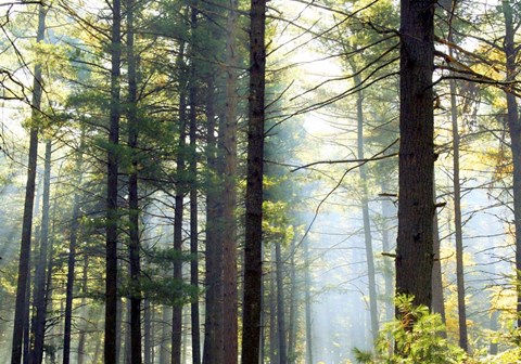 Framed Shrouded Forest II Print