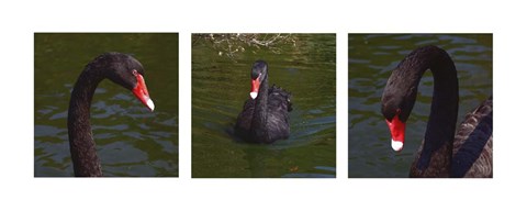 Framed Black Swan Trio Print
