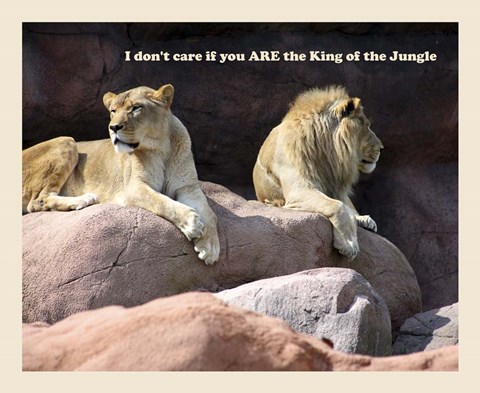 Framed King of the Jungle Lion Print