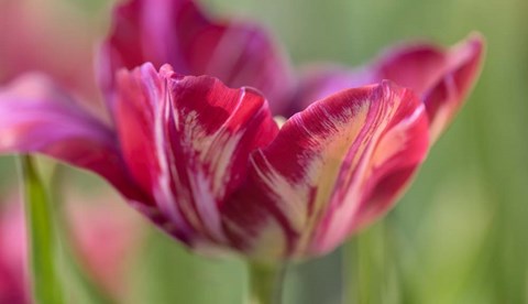 Framed Rembrandt Inner Wheel Tulip Print