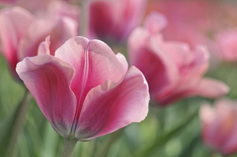 Framed Tulip Mirella Pink Print