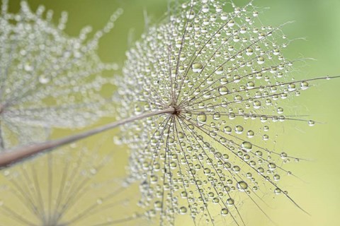 Framed Dewy Dandelion Print