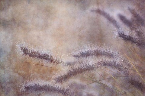 Framed Dew Fox Tail Grass Print