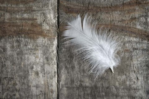Framed Feather on Wood II Print