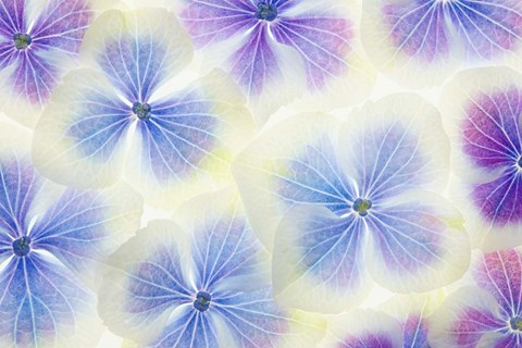 Framed Blue and White Hydrangea Flowers Print