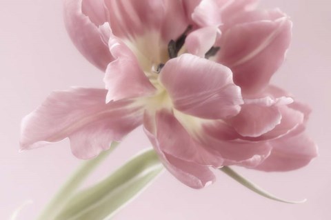 Framed Soft Pink Tulip Print
