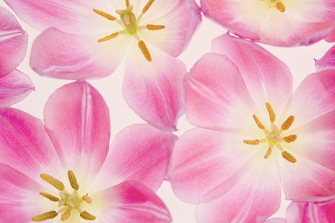 Framed Three Cerise Pink Tulips Print