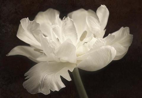Framed White Tulip II Print