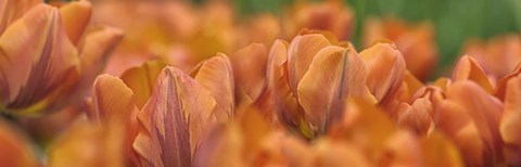 Framed Orange Tulip Scape Print