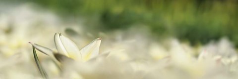 Framed White Tulip Scape Print