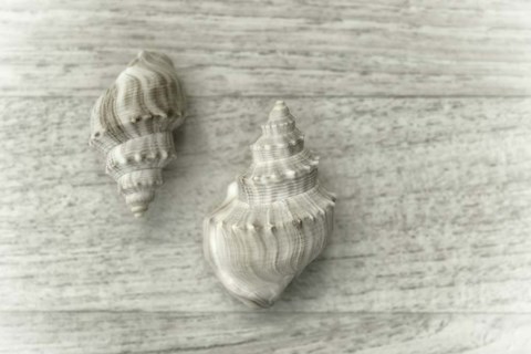 Framed Two Cancellaria Shells Print