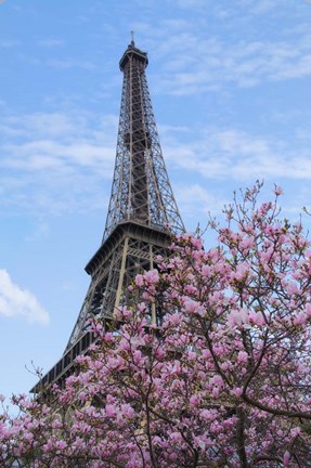 Framed Eiffel Tower with Pink Magnolia Tree Print