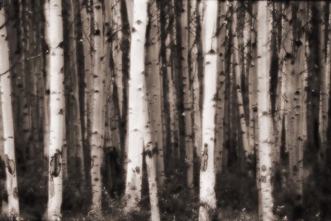 Framed Black and White Birches Print