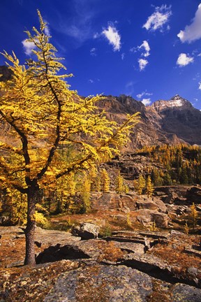 Framed Golden Tree in Mountains Print