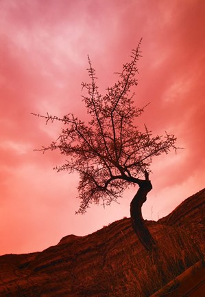 Framed Tree with Pink Sky Print