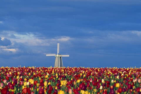 Framed Windmill with Tulips Print