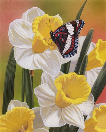 Framed Daffodils &amp; Butterfly Print