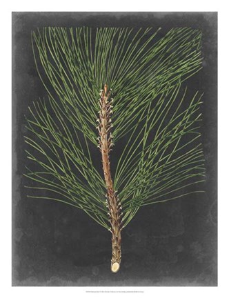 Framed Dramatic Pine I Print
