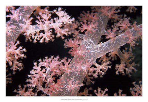 Framed Delicately Pink - Vatu Passage, Fiji Print