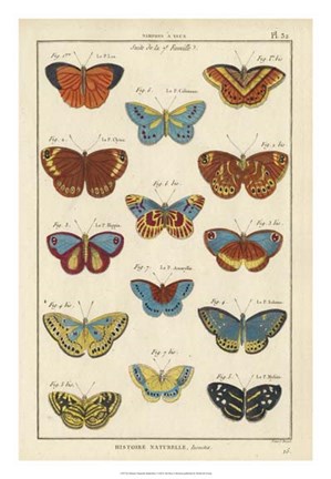 Framed Histoire Naturelle Butterflies I Print