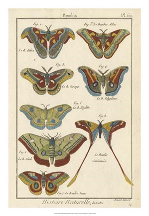 Framed Histoire Naturelle Butterflies III Print