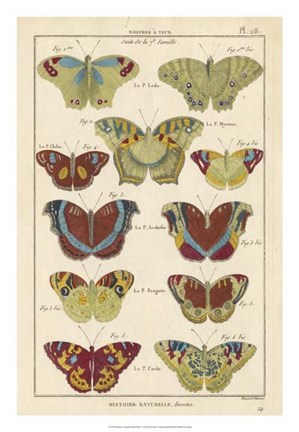 Framed Histoire Naturelle Butterflies V Print