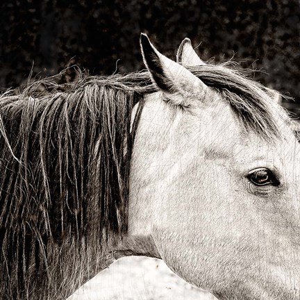 Framed Scratched Horse Print