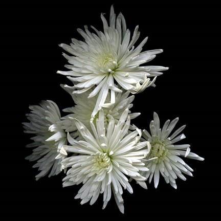 Framed Corsage - Chrysanthemums Print