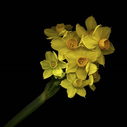 Framed Daffodils - Narcissus Print