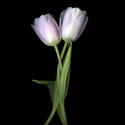 Framed Pale Pink Tulips Print