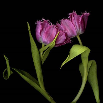 Framed Pink Tulips 1 Print
