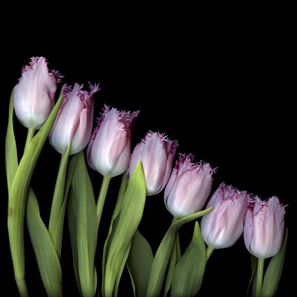 Framed Pink Tulips 4 Print