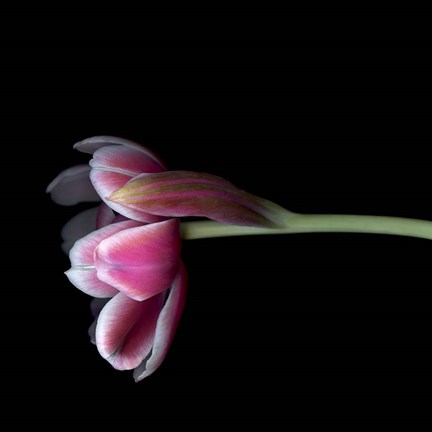 Framed Pink Tulips 11 Print