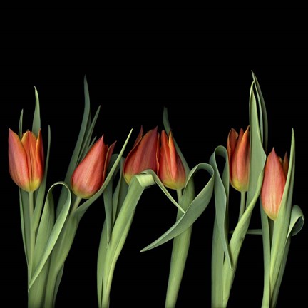 Framed Red Tulips 8 Print