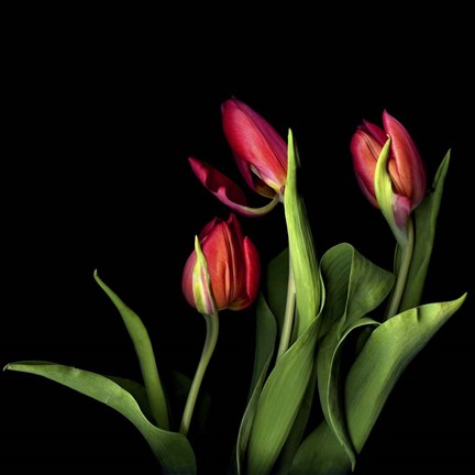 Framed Tulips 2 Print