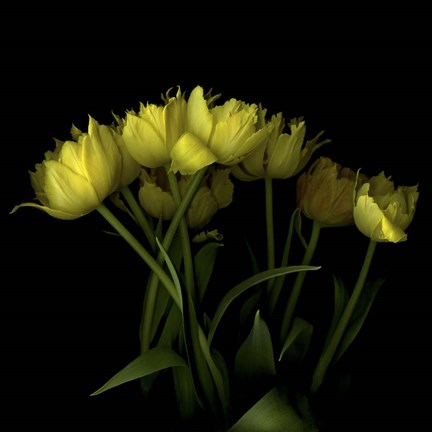 Framed Yellow Tulips 1 Print