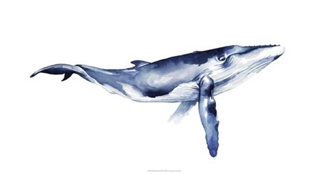 Framed Whale Portrait I Print