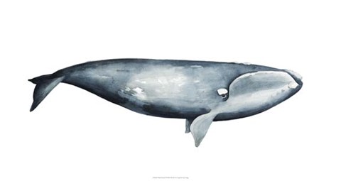 Framed Whale Portrait III Print