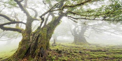 Framed Laurel Forest in Fog, Madeira, Portugal Print