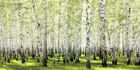 Framed Birch Forest in Spring Print