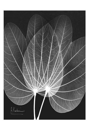 Framed Extravagant Orchid Tree Print