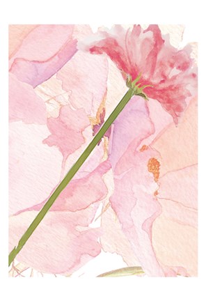 Framed Sympathy Flower Print