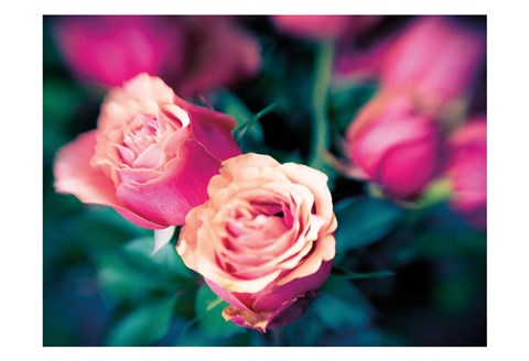 Framed Rosy Blur 2 Print