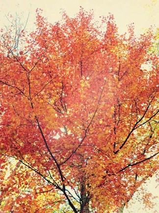 Framed October Tree Print