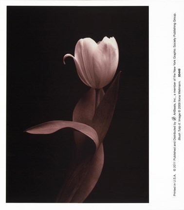 Framed Blush Tulip Iii Print