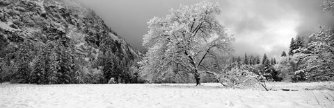 Framed Snow covered oak tree in a valley, Yosemite National Park, California Print